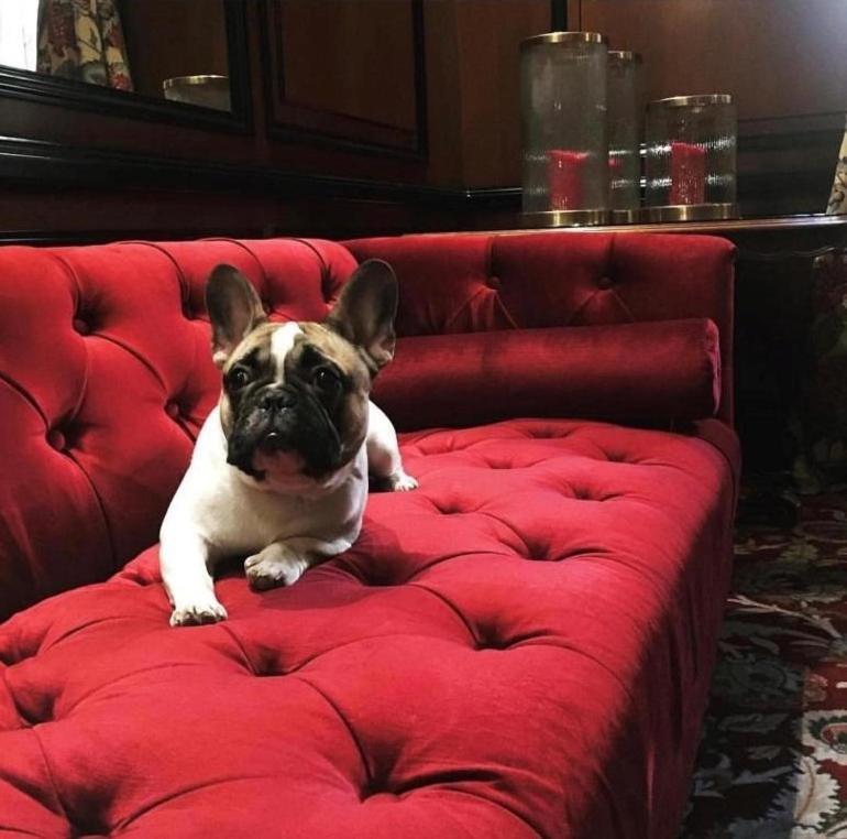Narutis Hotel - Small Luxury Hotels Of The World วิลนีอุส ภายนอก รูปภาพ French Bulldog
